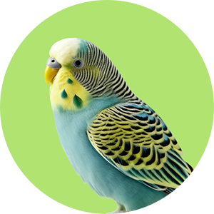 category-birds