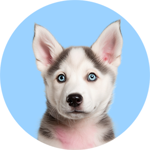 category-dogs