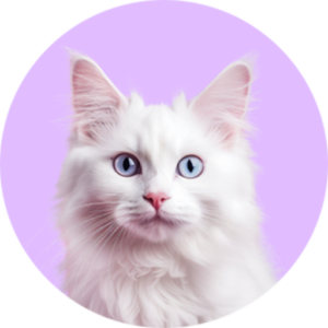 category-cats