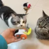 Smart Pet Racer - Image 6