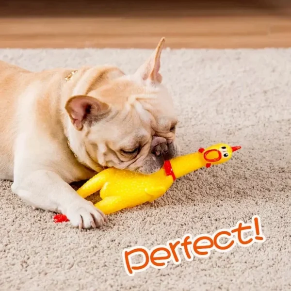 Screaming Chicken Toy - Image 5