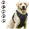 Dog Walk Set