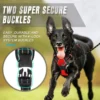 Dog Walk Set - Image 5
