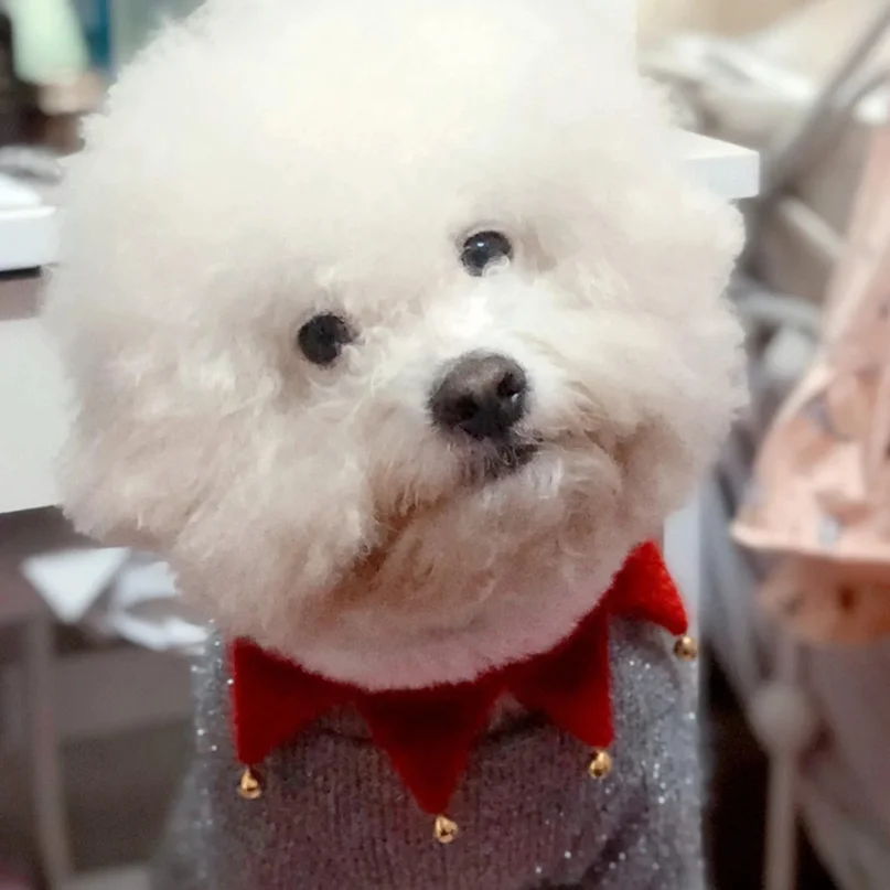 Bell Collar - Image 4